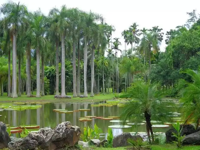 闲游彩云南西双版纳热带植物园