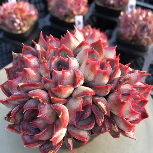 无肉不欢 一物一拍 精品控养 暗冰群生 多肉植物 03.22-2