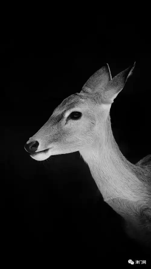 【黑白影像】李奇渊动物肖像摄影作品赏析