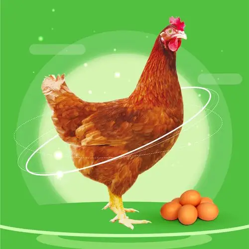 京红1号 红鸡产大红蛋 时价