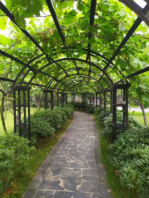 葡萄架图片_葡萄架高清图片_全景视觉