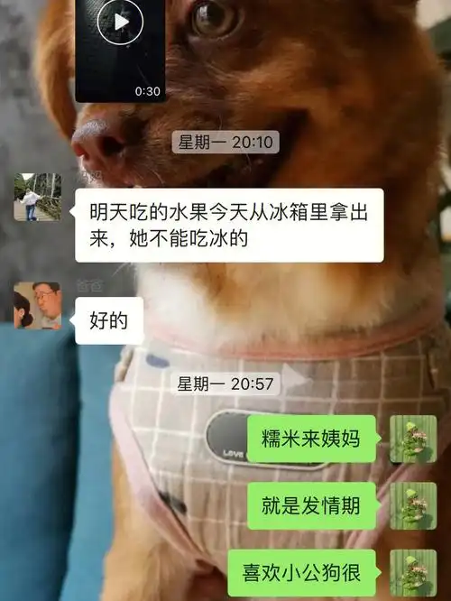 爱狗人士  #中华田园犬  #聊天记录  #满满的爱  #狗狗日记