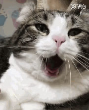 一打哈欠就变身表情包,最后一只魔性到没眼看!