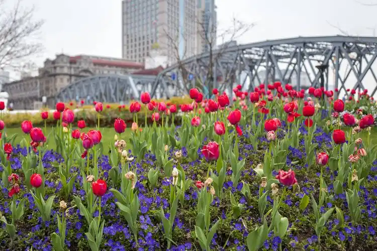 美翻了上海外滩郁金香进入最佳观赏期