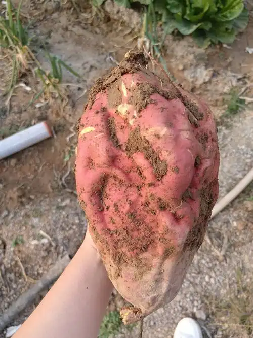 [猪头r]除了烤地瓜还能怎样消灭它#烤地瓜  #地瓜的做法  #红薯的做法