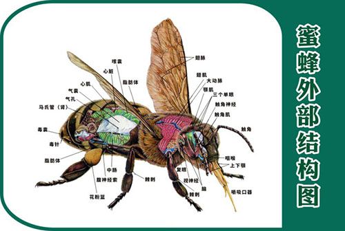 m771动物昆虫解剖蜜蜂外部结构图海报定制印制展板贴图纸挂画794