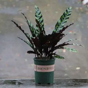 孔雀蓝花卉价格