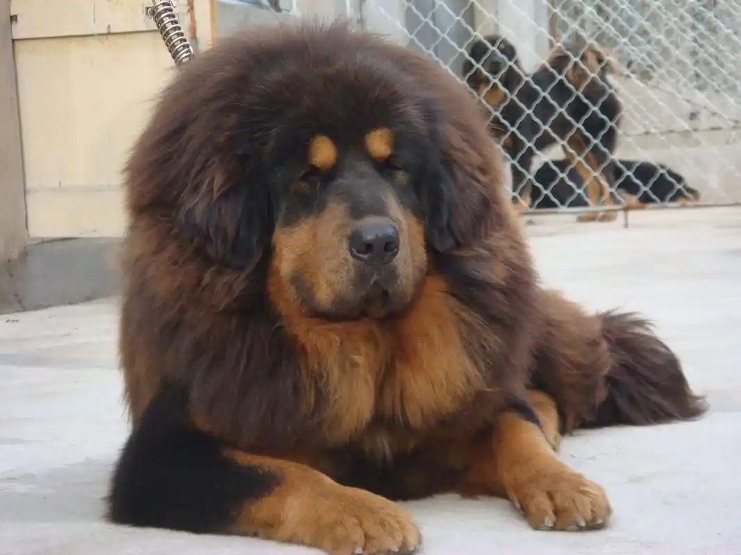 藏獒是狗中之王,凶猛勇敢健硕.但是藏獒生性敏感凶暴.不适合家庭养!