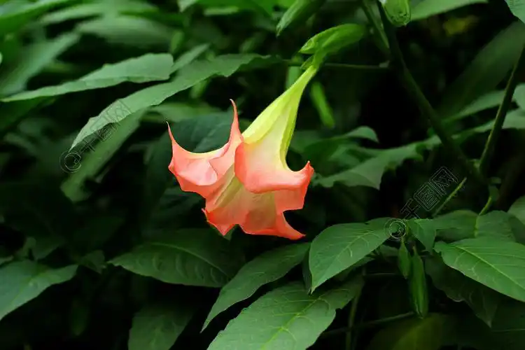 曼陀罗花和绿叶特写