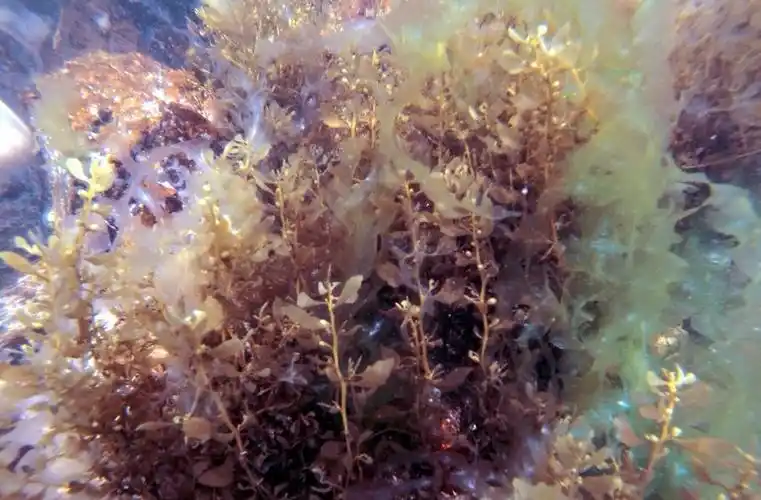 深圳有个海底花园趁着天朗气清去浮潜