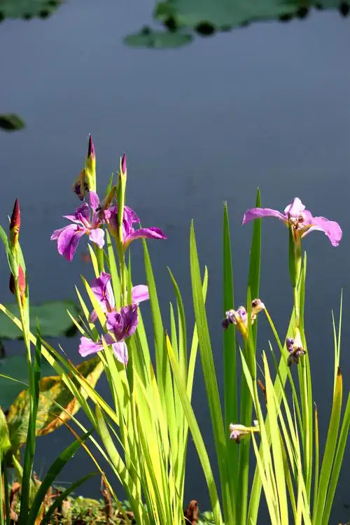 优雅清秀菖蒲花