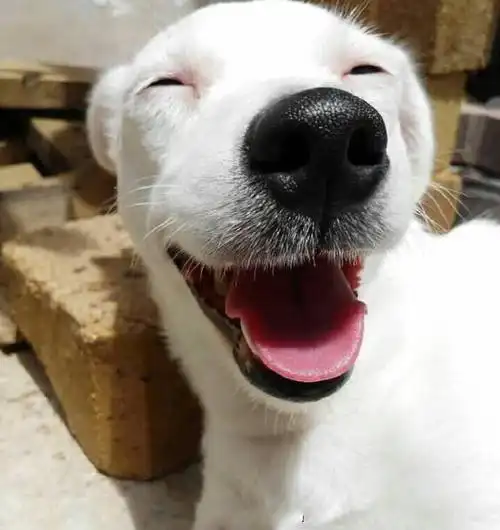 狗狗可爱治愈的笑容摄影图片