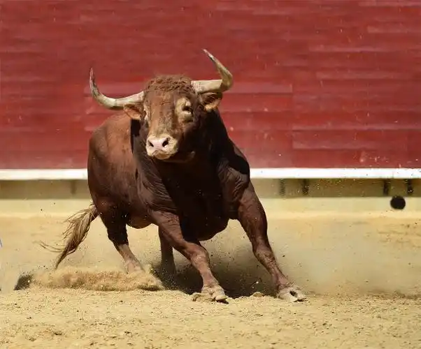 斗牛场图片_斗牛场图片下载_正版高清图片库-veer图库