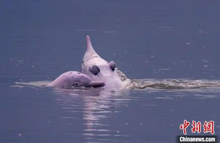 好萌水上大熊猫中华白海豚福建海域翻滚嬉戏
