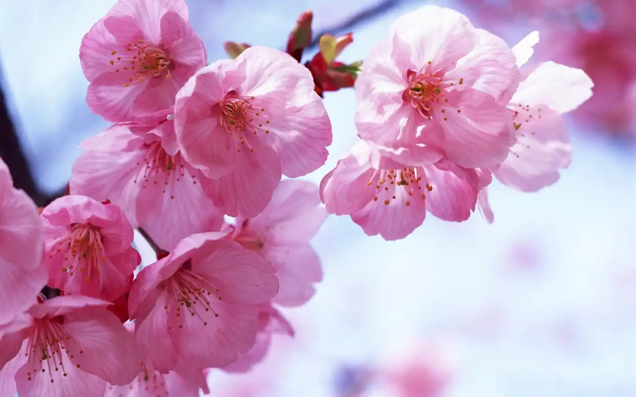 粉色系桃花唯美清新桌面壁纸下载3高清大图预览1920x1200_植物壁纸