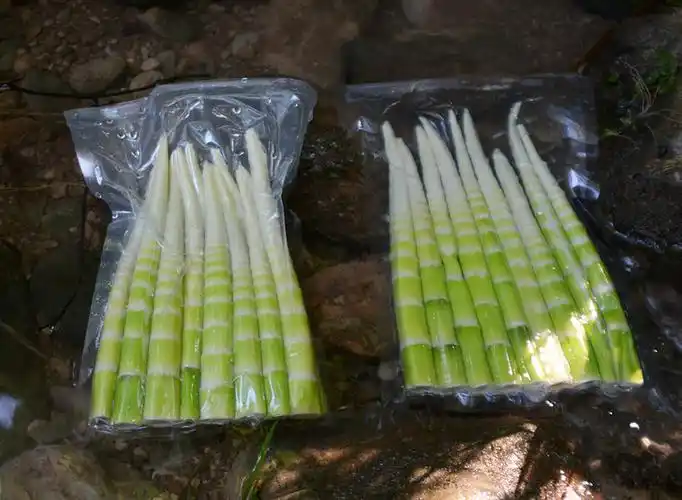 火锅串串崇州牛尾笋新鲜现挖野生秋笋笋子清水笋干尖方竹笋小竹笋