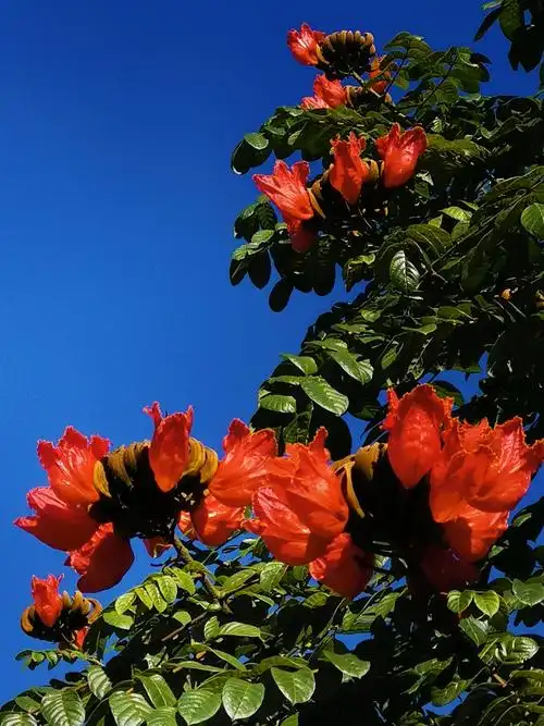 上岛就是为了避寒冬,躲在海南享受碧海蓝天的温暖阳光. - 美篇