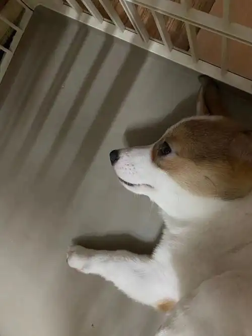 柯基泪痕怎么办