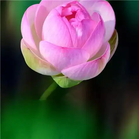 131张最漂亮荷花大全头像 唯美适合做头像的荷花图片_微信头像_头像屋