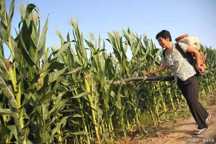 商品专题_玉米(3)养根攻粒防早衰果穗成熟期要确保安全授粉,养根攻粒