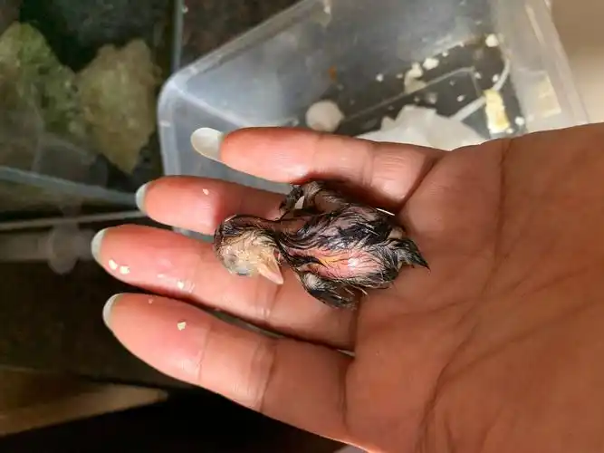 [竹鸡] 竹鸡升级记.一波三折!