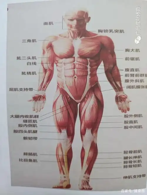 人体肌肉的详细解说2