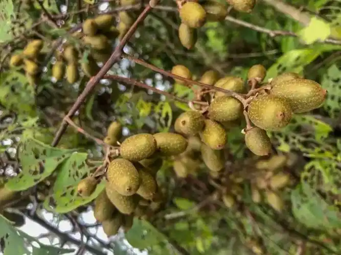 成熟了客家地区这种野果你吃过吗