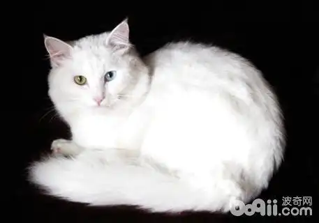 安哥拉猫性情怎么样安哥拉猫性情介绍