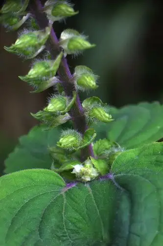 紫苏与野生紫苏唇形科紫苏属