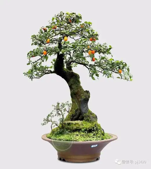 经久不落的金弹子有看头