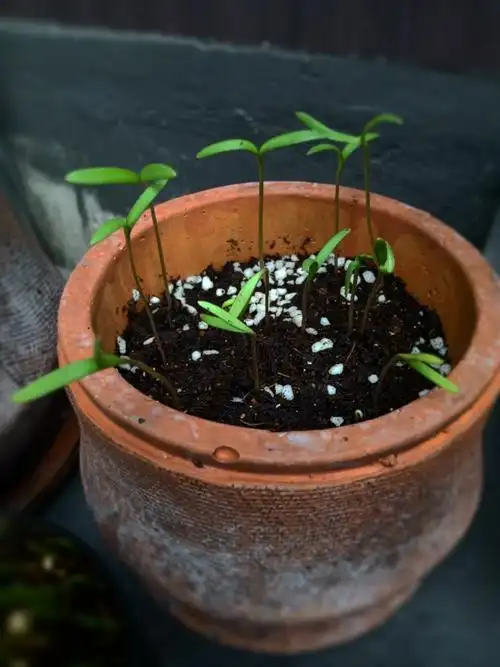 邻居在河边采的格桑花种子发芽啦