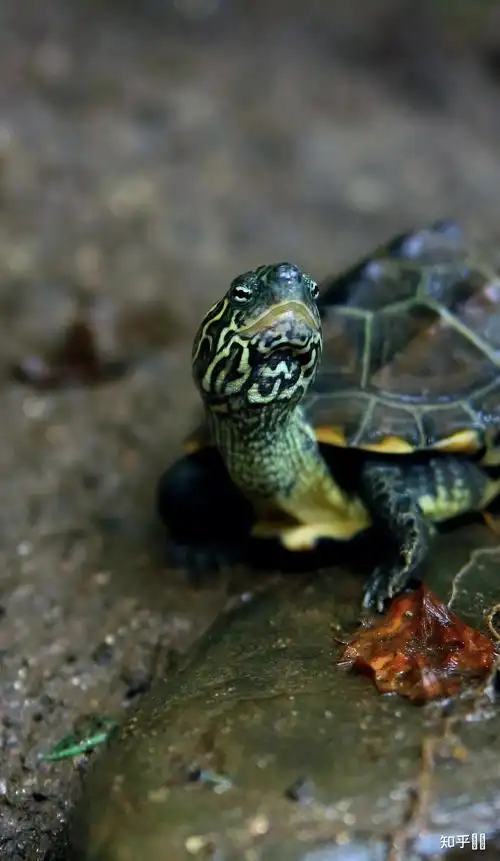 有哪些好看的乌龟照片? - 知乎