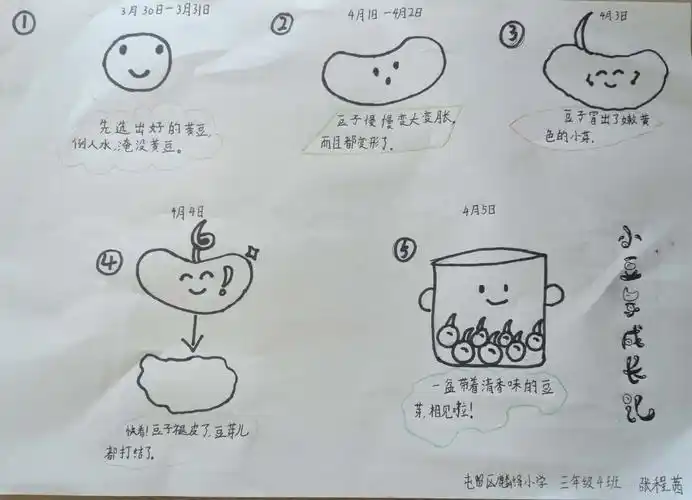 麟绛小学三4班综合实践活动(三)种子成长记