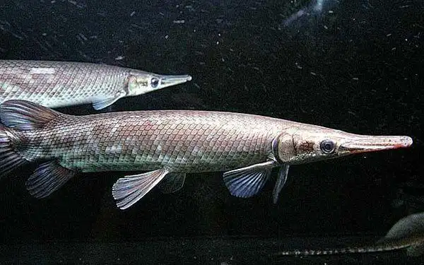 嘴尖尖又有些扁的鱼是什么鱼