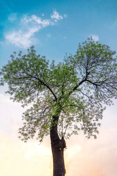 有一棵树,人们相信它象征爱情/它枝繁叶茂,长着心形树冠/年轻的男女