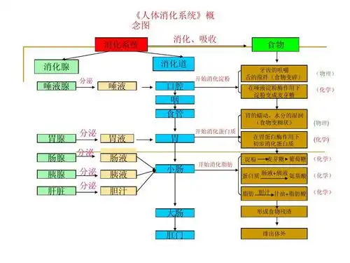 演示文稿答案ppt 消化系统 消化腺 唾液腺 分泌 《人体消化系统》概