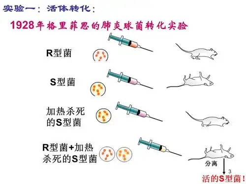 参考课件肺炎双球菌转化实验ppt