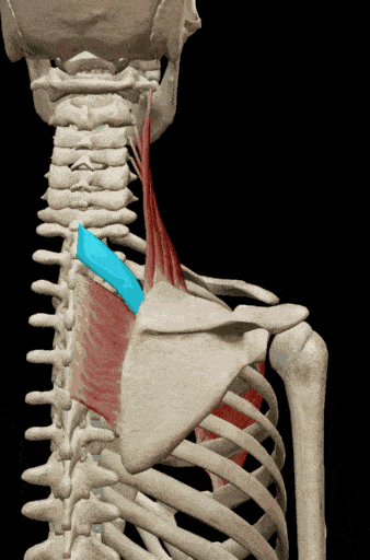 解剖基础 |菱形肌