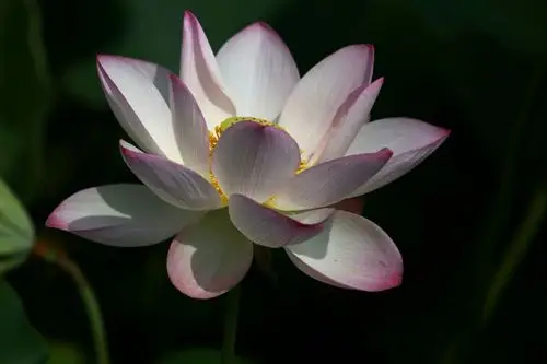 百幅醉美荷花图,学无止境摄影制作.