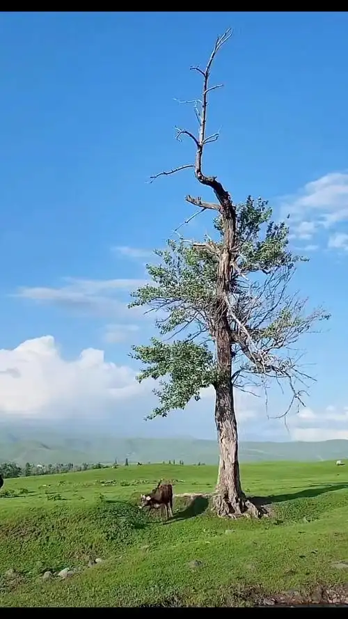 天边有一对双星