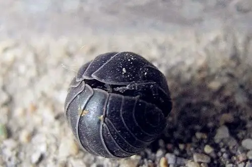 西瓜虫有毒吗是害虫还是益虫土里家里房间怎么消灭掉