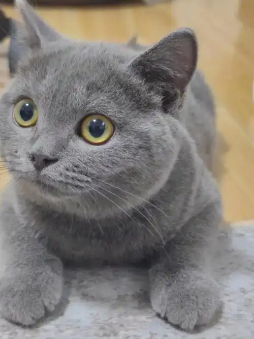 英短蓝猫看看长得咋样