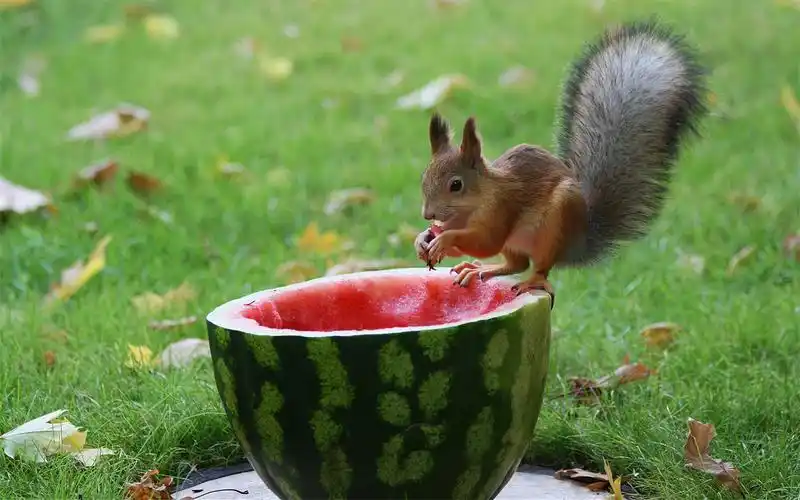 绿色草丛里吃西瓜的可爱小松鼠图片桌面壁纸