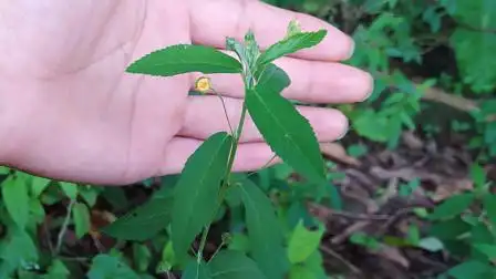 这种植物别名"折骨草",老哥总算找到它了,看看涨知识