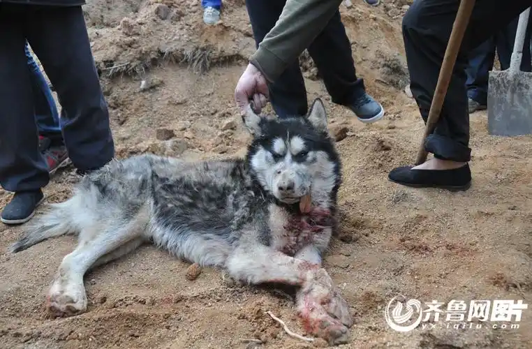 山东狼咬人事件追踪 官方五天仍说不清是狼是狗
