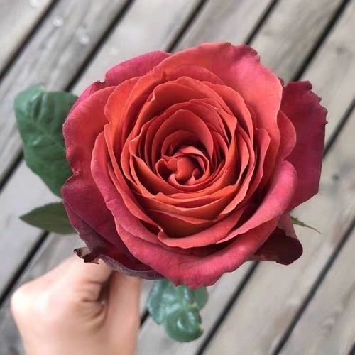 新品咖啡时间切花月季花苗大花浓香盆栽耐热抗病阳台庭院复色玫瑰