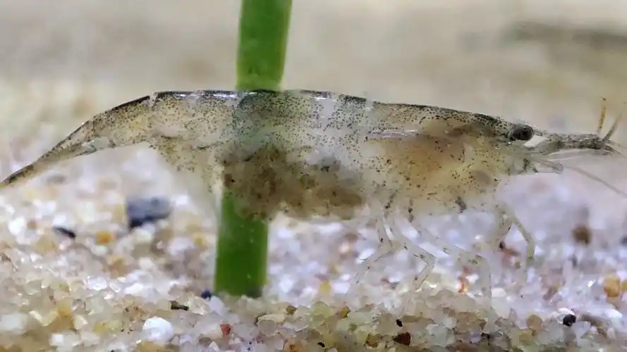 黑壳虾大军,有一只已经抱卵了