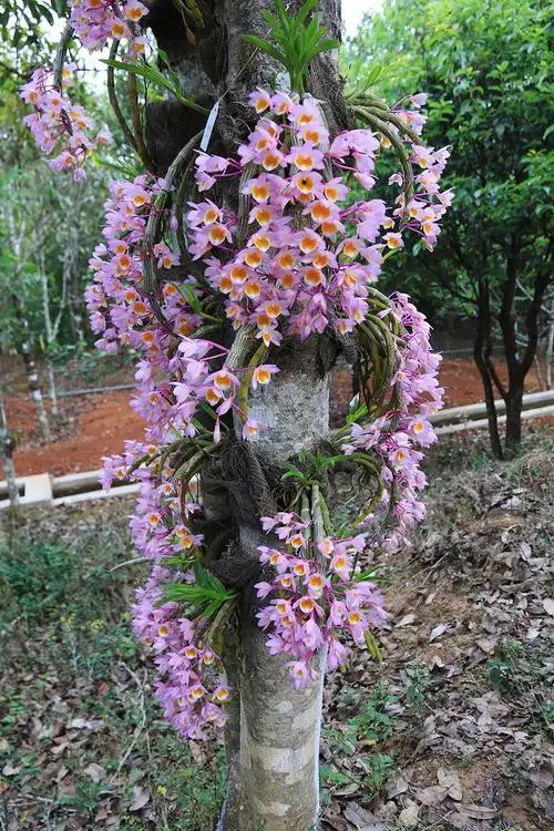 玫瑰石斛          郁云江摄.jpg