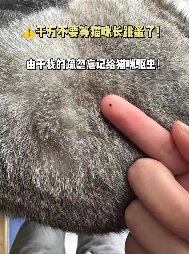 夏天到了猫咪身上容易长寄生虫.