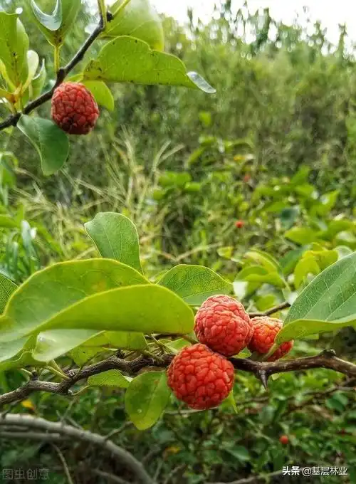 柘木什么意思,柘木是什么木(有"帝王木"之称的柘木)